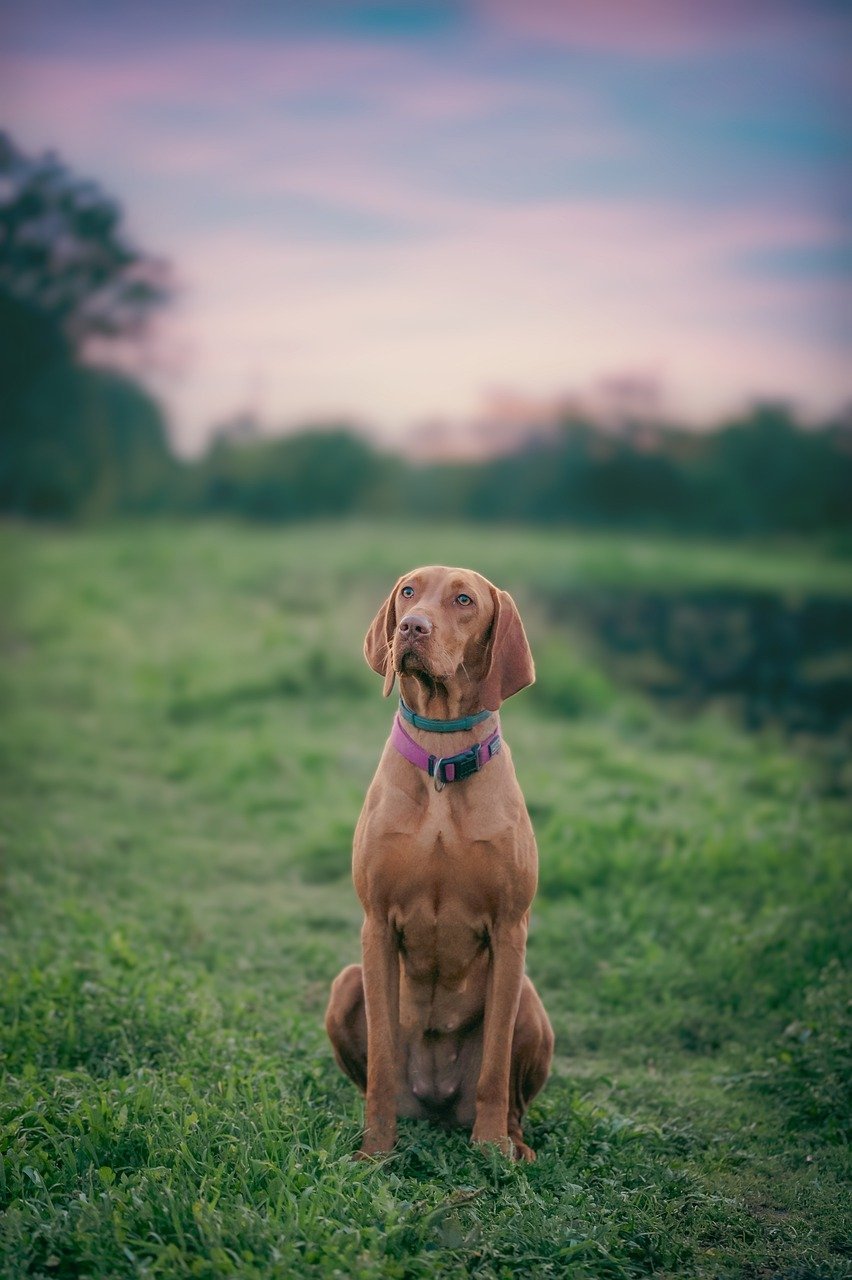 dog, animal, sunset-7535633.jpg